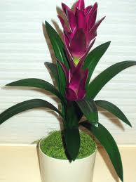 Guzmania